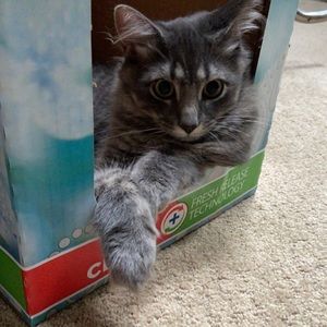 Meet your Posher, Kyra